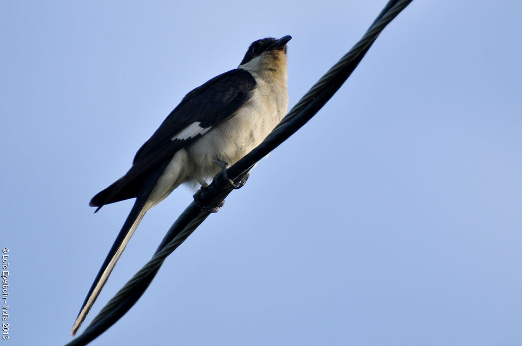 Jacobin Cuckoo