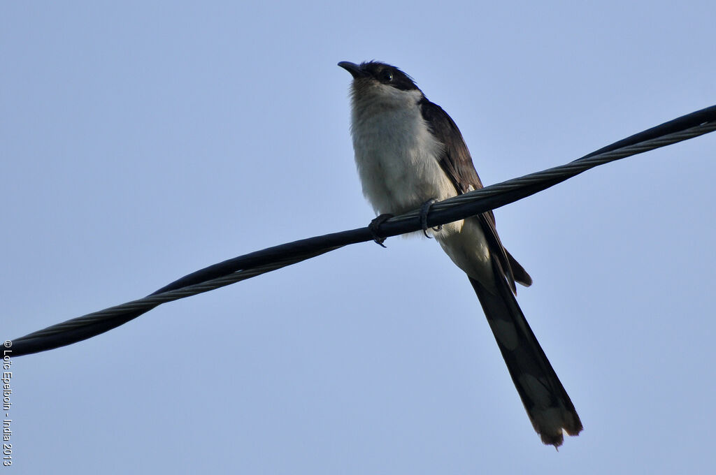 Jacobin Cuckoo