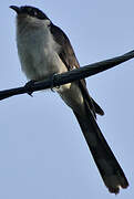 Jacobin Cuckoo