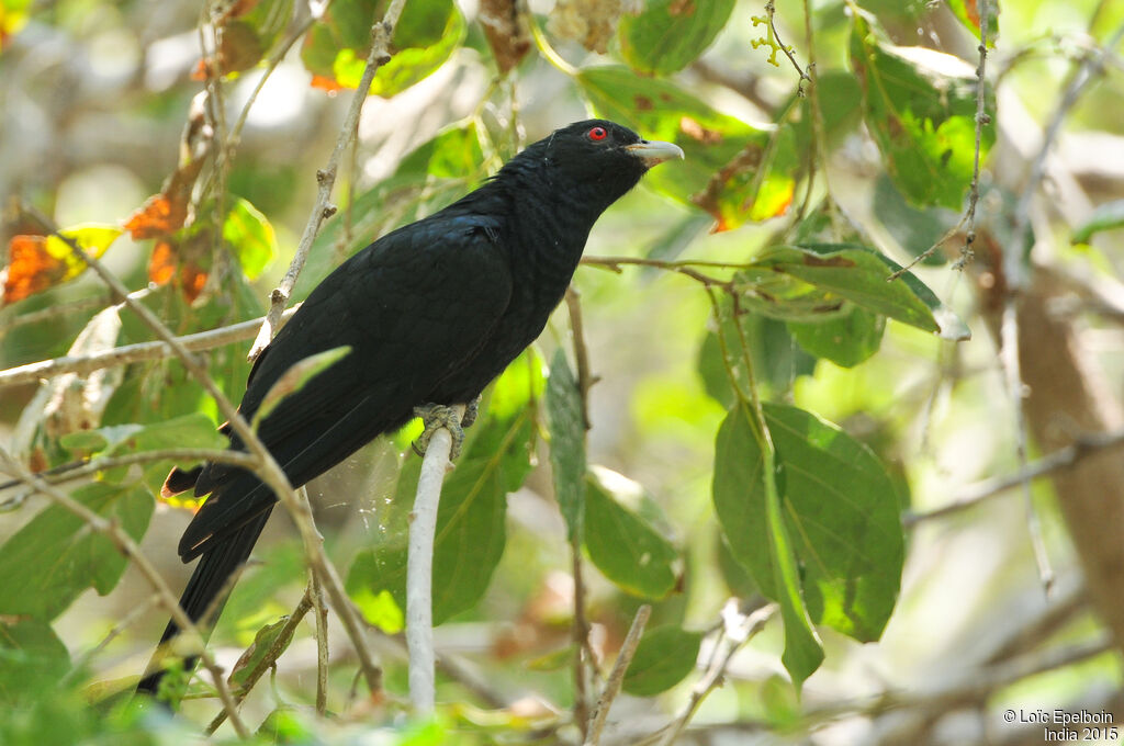 Asian Koel