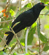 Asian Koel