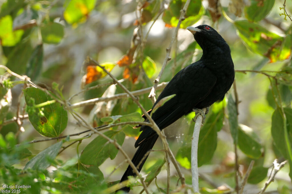 Asian Koel