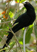 Asian Koel