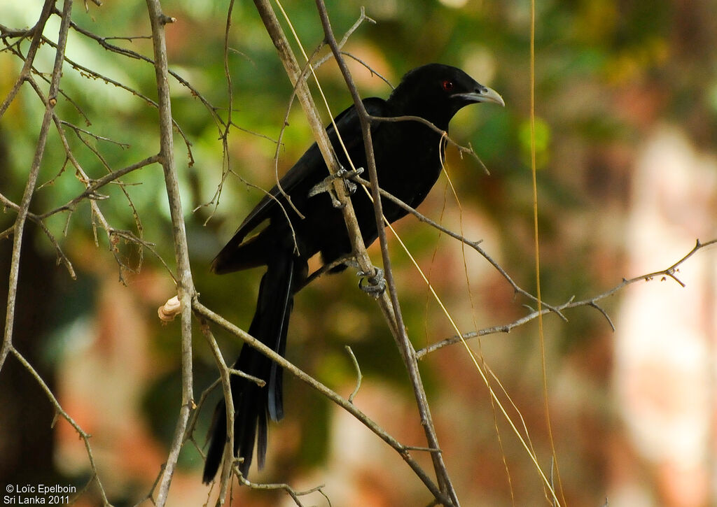 Asian Koel