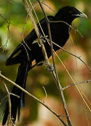 Asian Koel