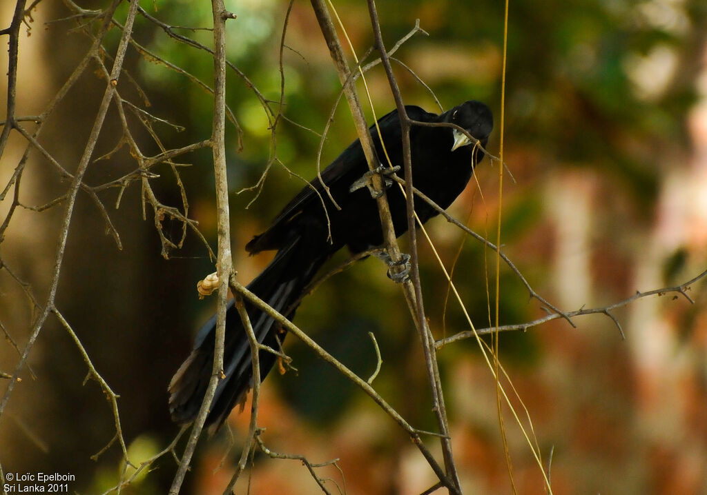 Asian Koel