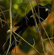 Asian Koel