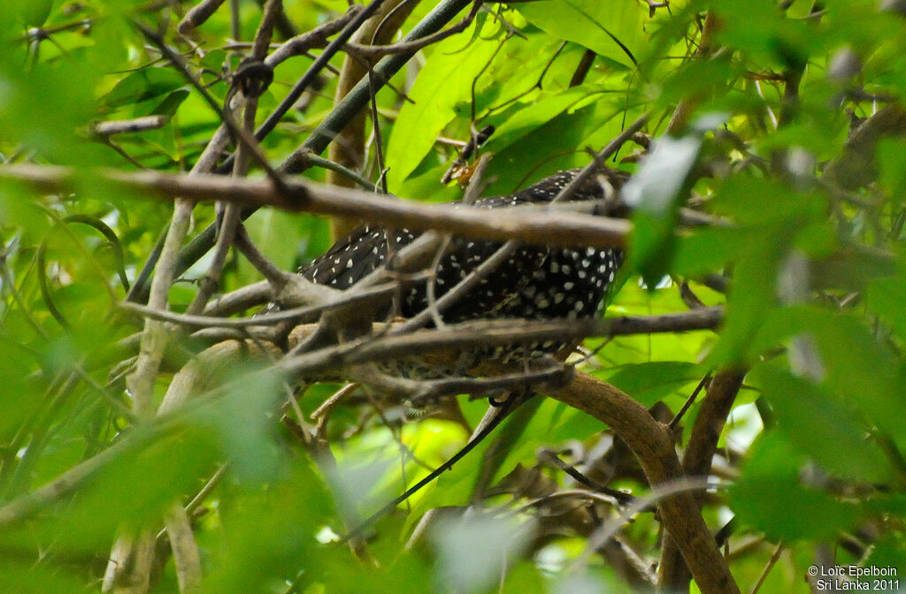 Asian Koel