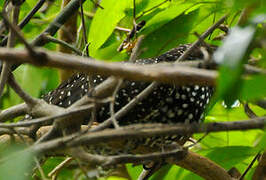 Asian Koel