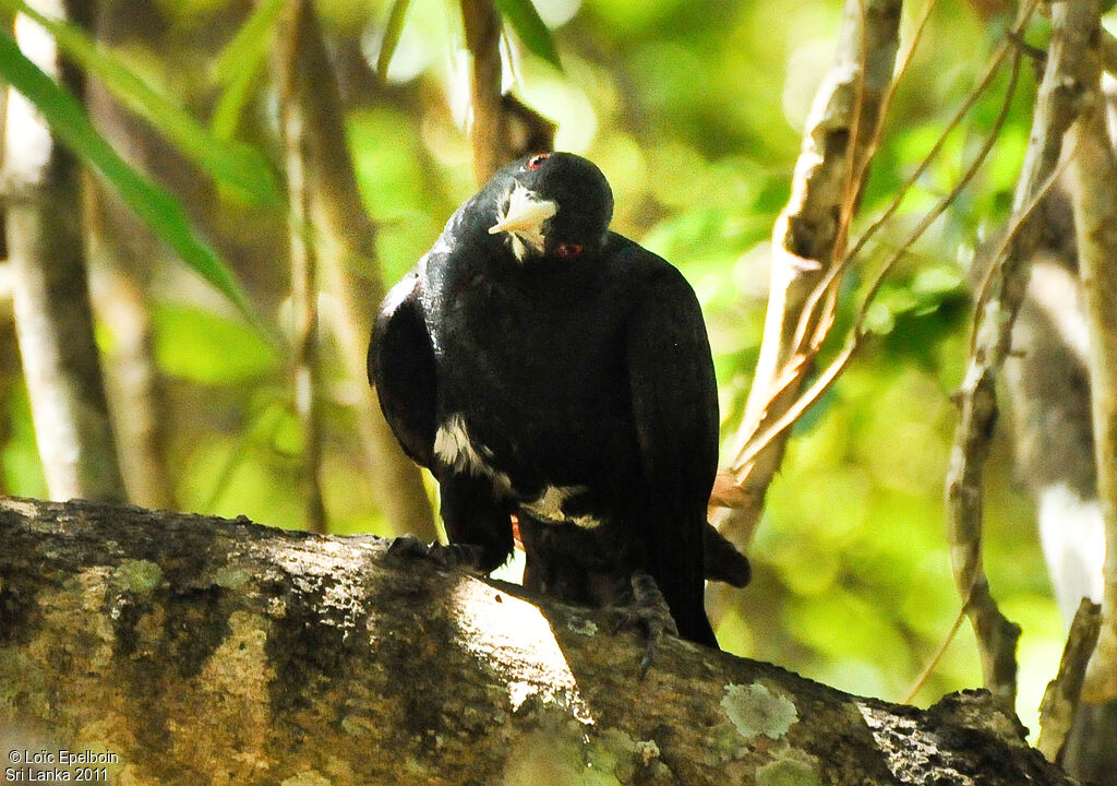 Asian Koel