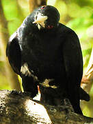 Asian Koel