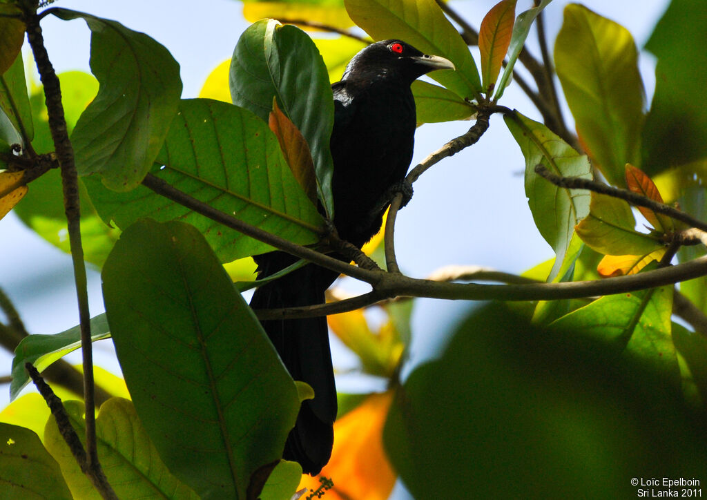 Asian Koel