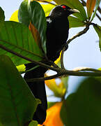 Asian Koel