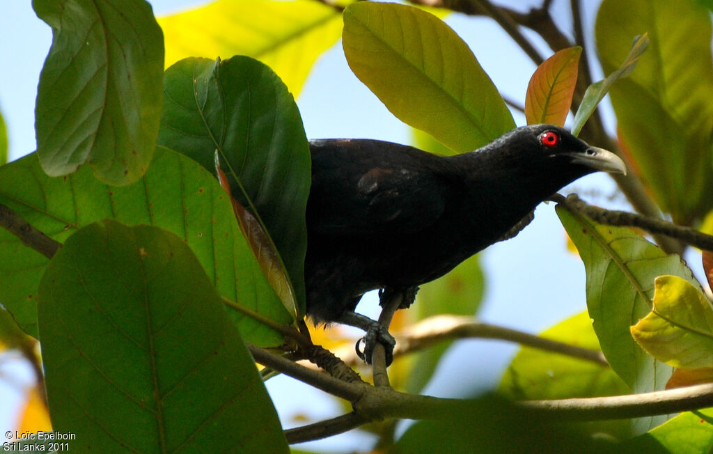 Asian Koel