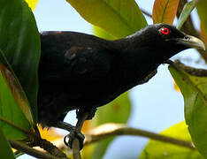 Asian Koel