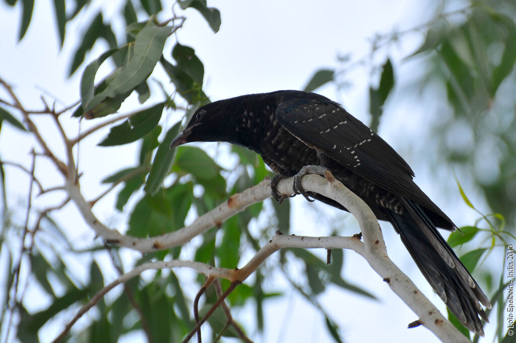 Asian Koel