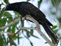 Asian Koel