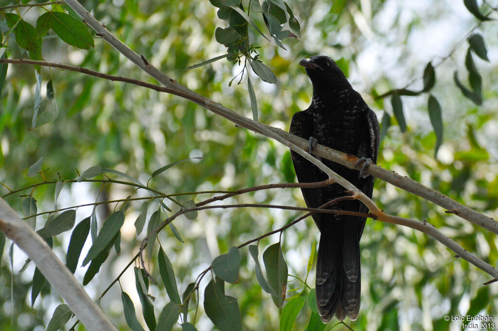 Asian Koel