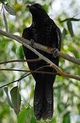 Asian Koel