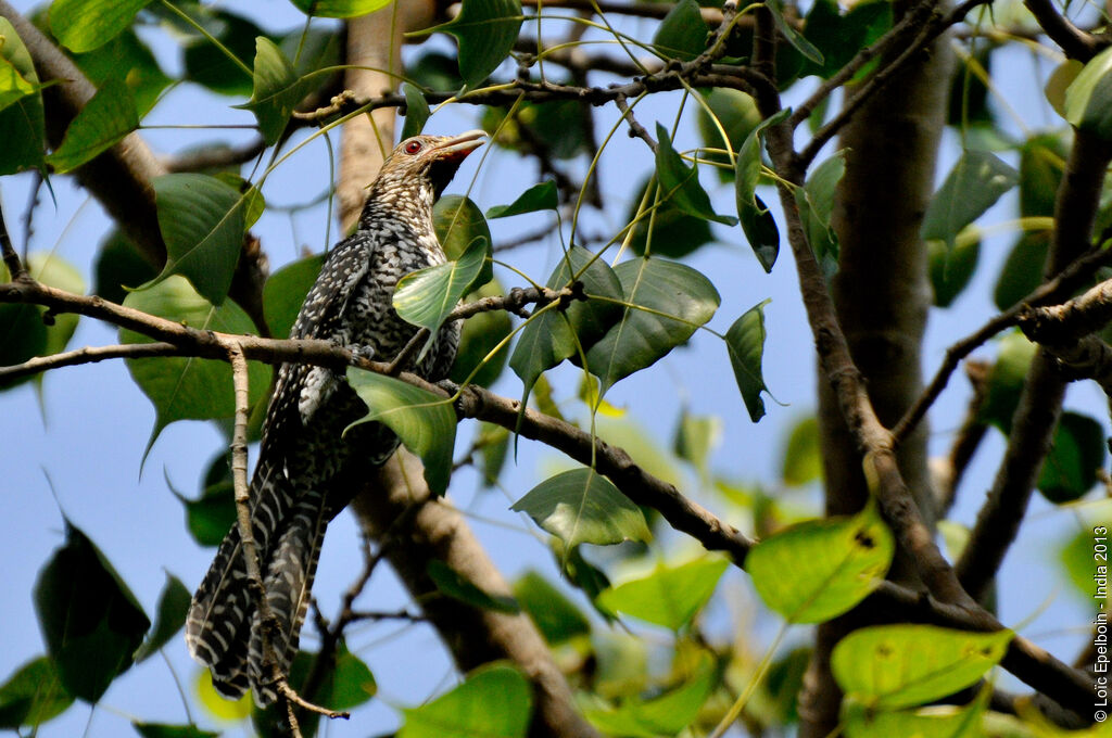 Asian Koel