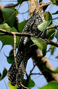 Asian Koel