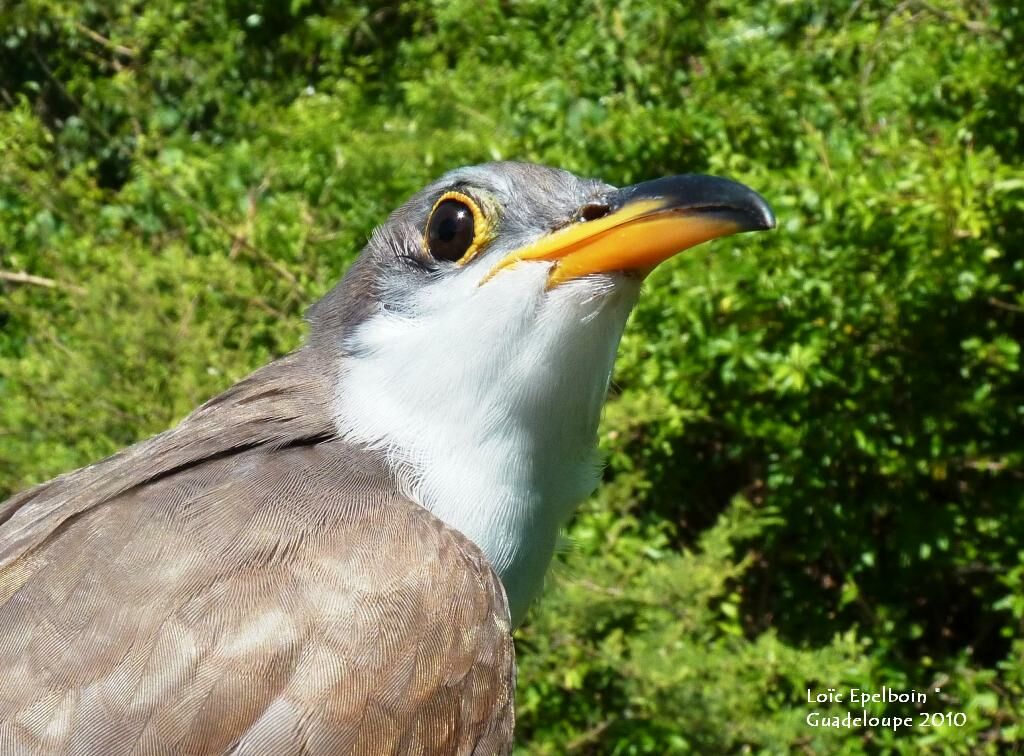 Yellow-billed Cuckoo