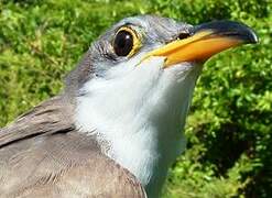 Yellow-billed Cuckoo