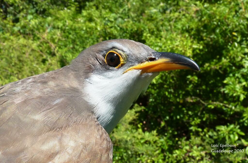 Yellow-billed Cuckoo