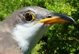 Yellow-billed Cuckoo