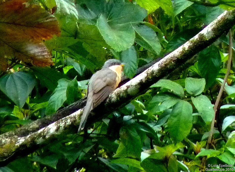 Mangrove Cuckoo