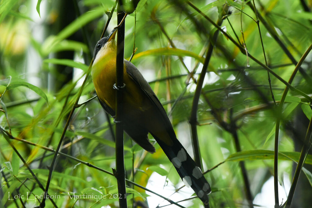 Mangrove Cuckoo