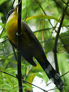 Mangrove Cuckoo