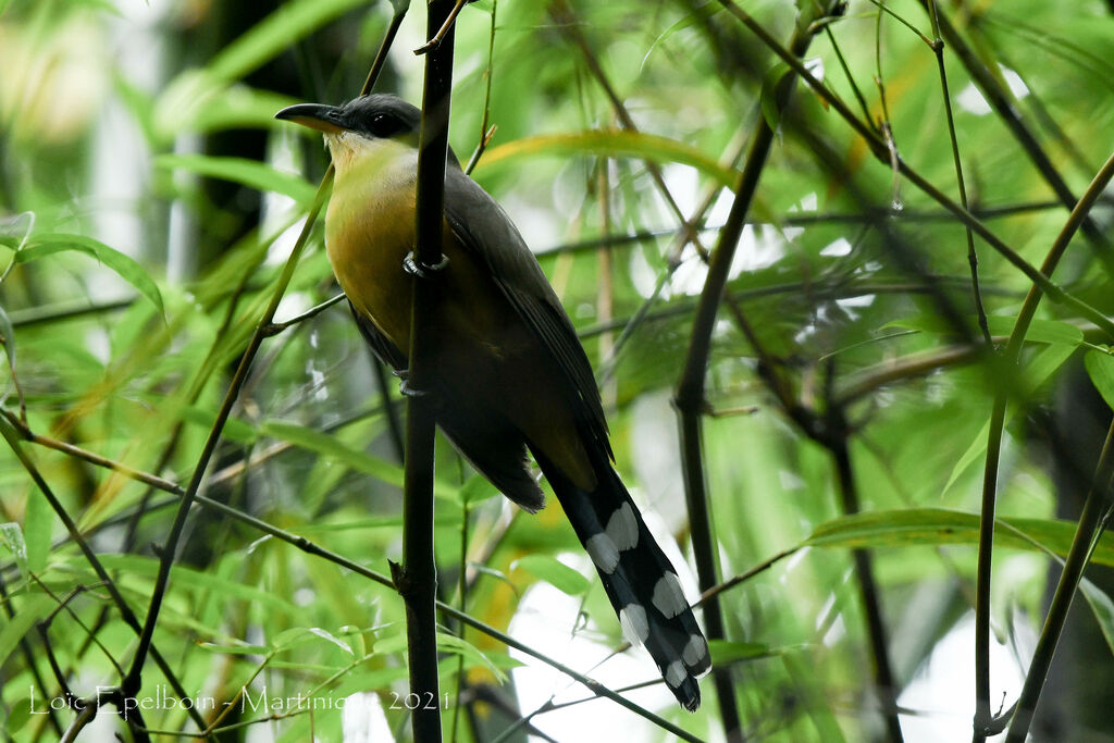 Mangrove Cuckoo