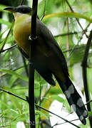 Mangrove Cuckoo