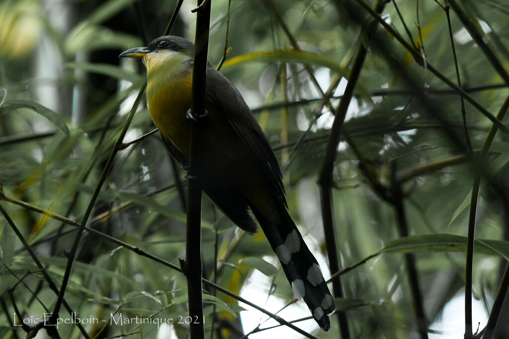 Mangrove Cuckoo