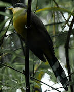 Mangrove Cuckoo