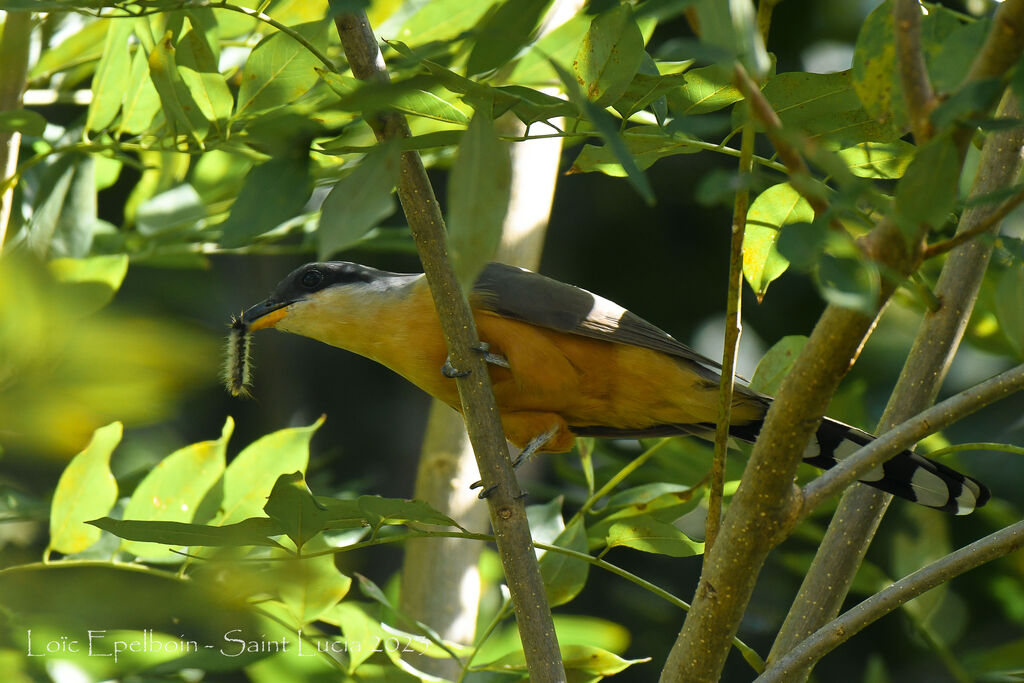 Mangrove Cuckoo