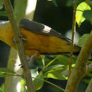 Coulicou manioc
