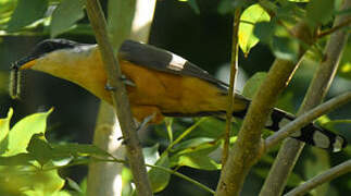 Mangrove Cuckoo