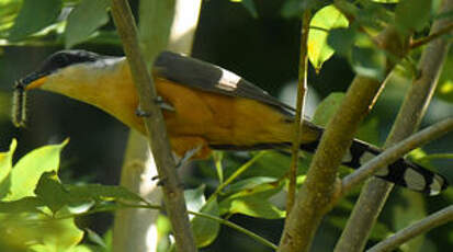 Coulicou manioc