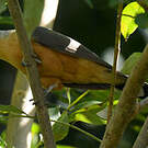 Coulicou manioc