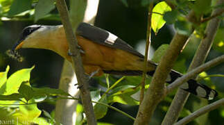 Mangrove Cuckoo