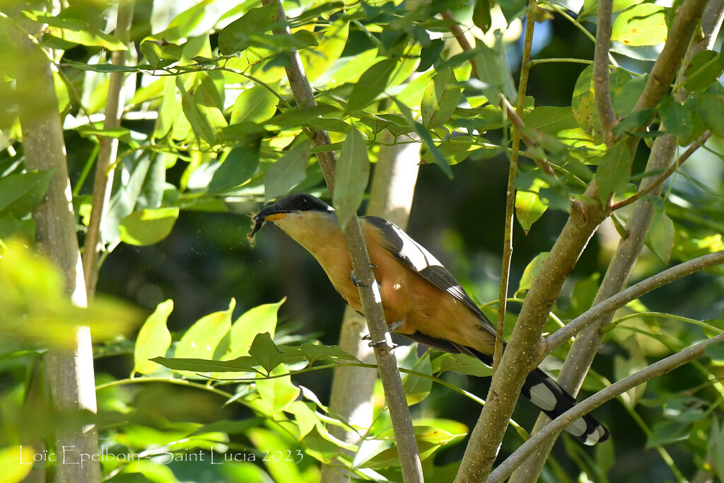 Mangrove Cuckoo