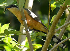 Mangrove Cuckoo