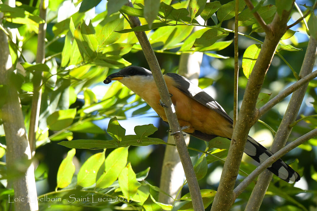 Mangrove Cuckoo