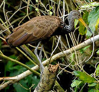 Limpkin