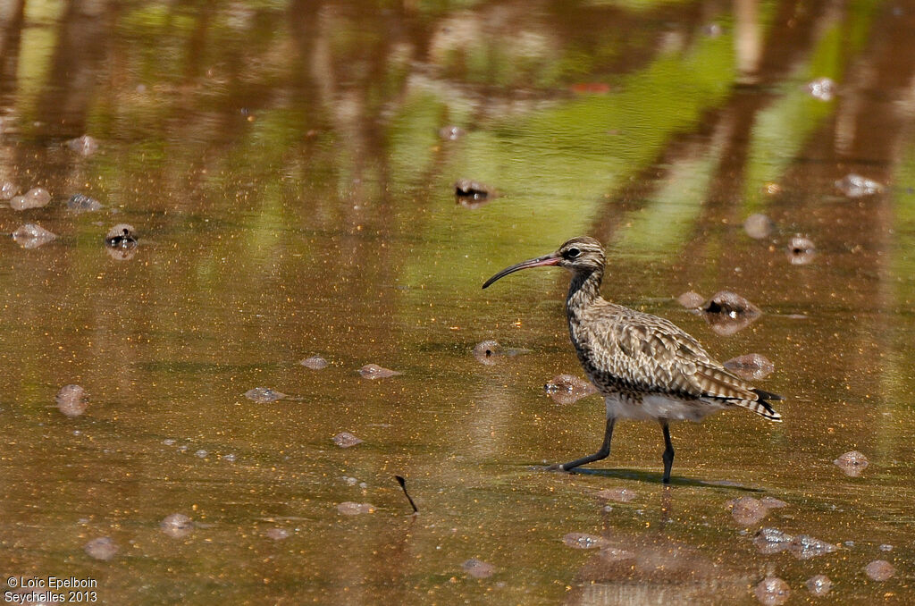 Eurasian Whimbrel