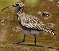 Eurasian Whimbrel