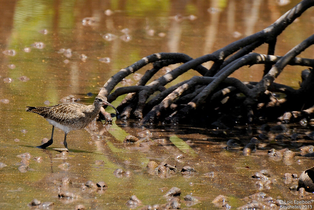 Eurasian Whimbrel