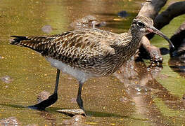 Whimbrel